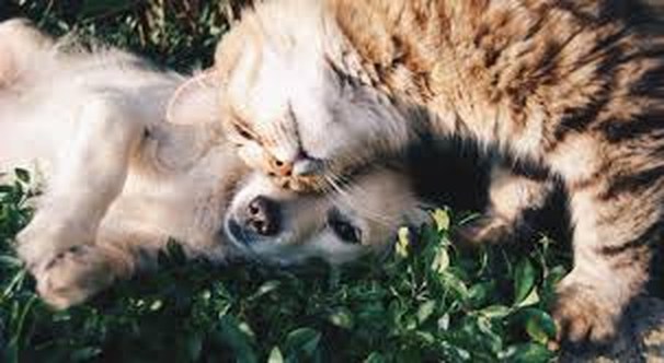 Un perro y un gato descansando juntos sobre el pasto
